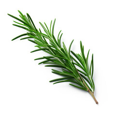 fresh rosemary isolated in on white