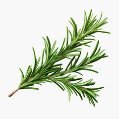 Fototapeta premium fresh rosemary isolated in on white