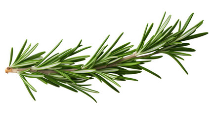 Fototapeta premium fresh rosemary isolated in on white
