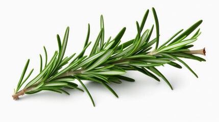 Fototapeta premium fresh rosemary isolated in on white