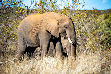 Fototapeta na wymiar African elephant close ups in Kruger National Park, South Africa
