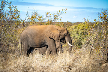 Fototapeta premium African elephant close ups in Kruger National Park, South Africa