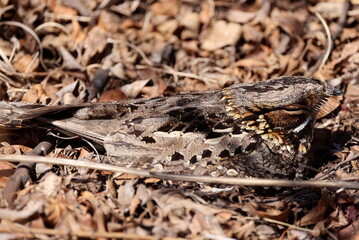 Nightjar closeup