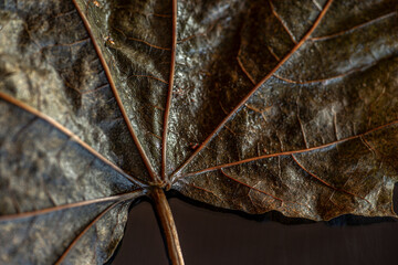 close up of a leaf, nacka,sweden,sverige,stockholm,Mats