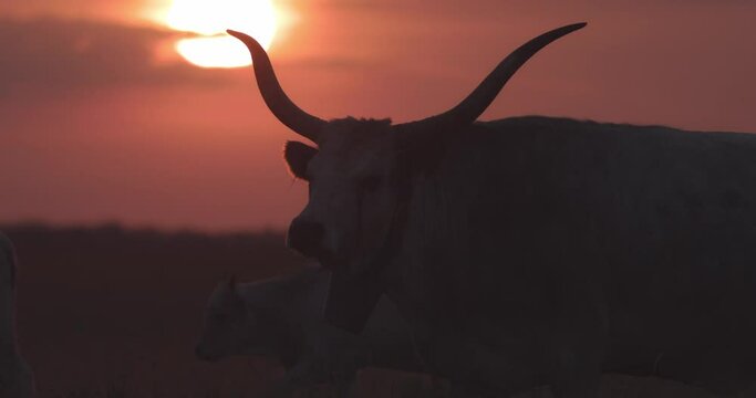 Herd of grey cattle, Bos Taurus at sunset, Slow Motion Image