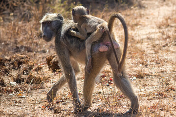 Mother chacma baboon giving her baby a piggy back