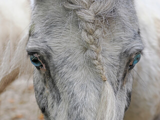 Weiß graues Pferd, Portrait