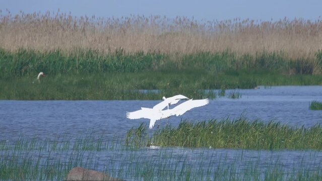 The conflict of two herons for the feeding territory