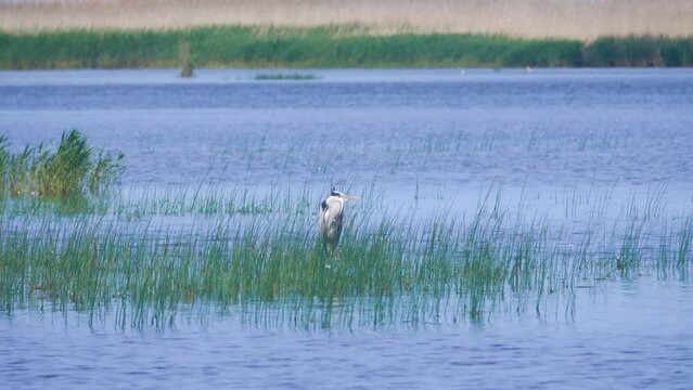 Sterrhium. A common heron (Ardea cinerea) rests standing on a stone among water and bulrush (Scirpus lacustris) in quiet freshwater pond, reedstand, swallows fly