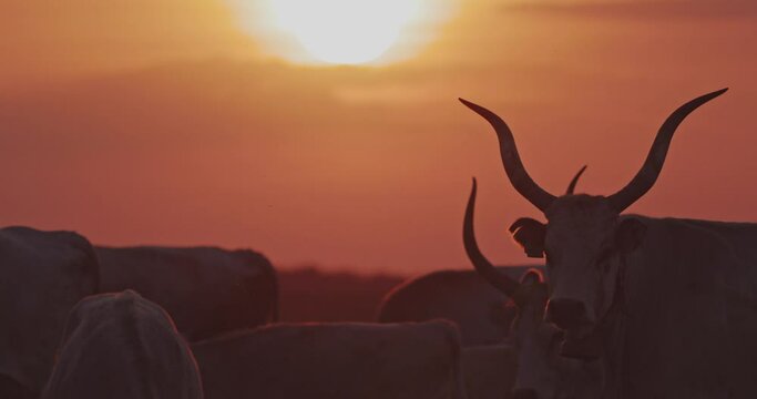 Herd of grey cattle, Bos Taurus at sunset, Slow Motion Image