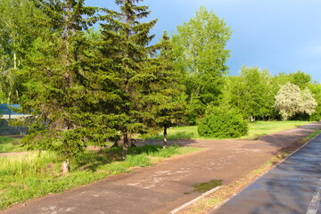 Fototapeta na wymiar road in the park