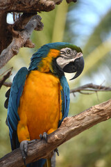 Beautiful Bright Colored Blue and Gold Macaw