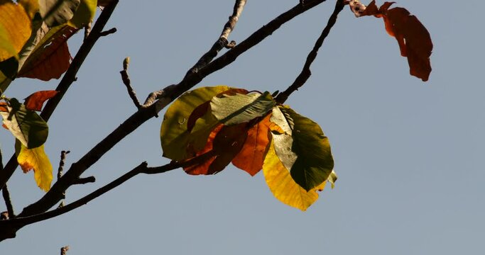 A close-up image of autumn leaves.