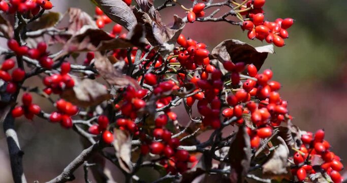 Close-up view of red berries in autumn.