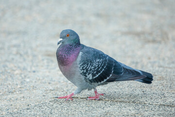 Obraz premium Rock dove (Columba livia)