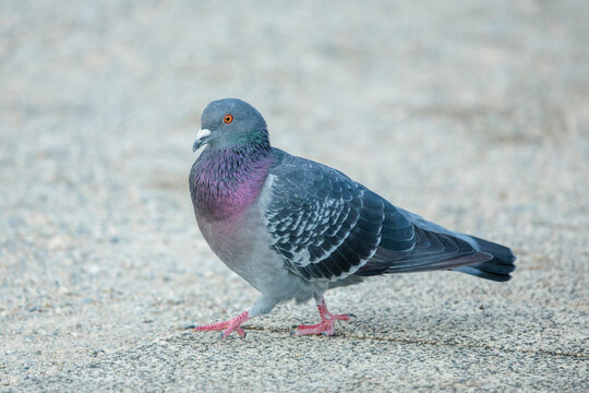 Rock dove (Columba livia)