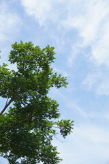 Obraz premium 푸른 하늘 밑 나무