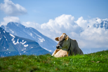 Cow lying on grass in the mountains