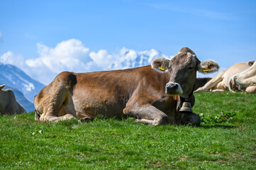 Cow lying on grass in the mountains