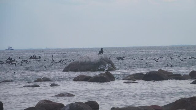 Clusters of seabirds on island (luda (rocky littoral shoal or islet)) of eastern part of Gulf of Finland, Baltic sea. Rich fish stocks and breeding colonies of aquatic birds. Great cormorant prevails