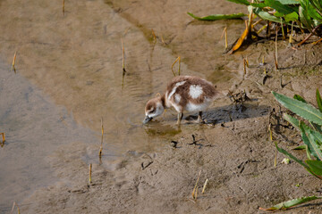 Cute Egyptian goose duckling feeding on the bank of a river