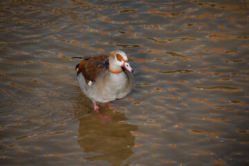 Adult egyptian goose standing in the water