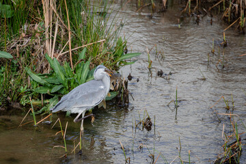 Adult grey heron fishing for a barbel fish in a river in the center of Madrid