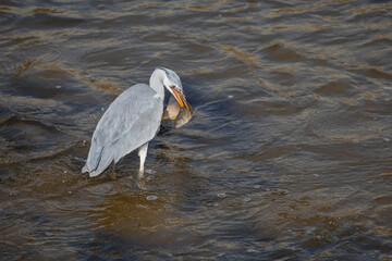 Adult grey heron fishing for a barbel fish in a river in the center of Madrid