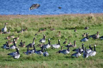 Weißwangengans oder Nonnengans (Branta leucopsis) und Pfeifeneten an der Ostsee im Herbst  © Karin Jähne