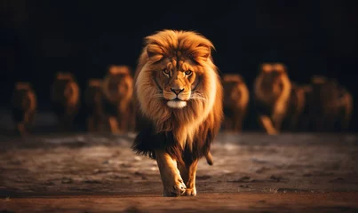 Gordijnen Leadership concept with majestic lion walking in front of his pride © IBEX.Media