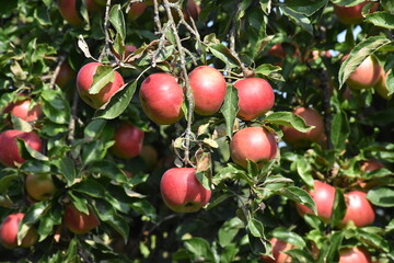 Obraz premium Nature's Bounty: Ripe Apple and Green Leaves on the Tree Branch 