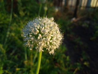 Nature’s Artistry: Blooming Onion in Full Bloom
