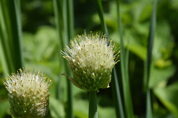 Nature’s Artistry: Blooming Onion in Full Bloom
