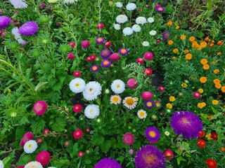 Colorful Symphony: Vibrant Aster Flowers in Full Bloom
