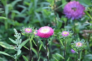 Colorful Symphony: Vibrant Aster Flowers in Full Bloom

