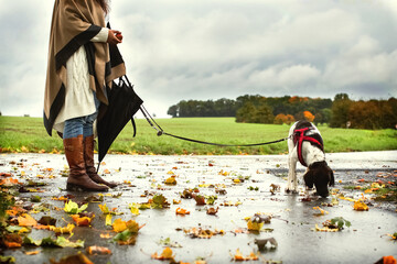 Herbstlaub. Spazieren mit dem Hund. - obrazy, fototapety, plakaty