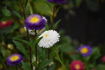 Obraz premium Colorful Symphony: Vibrant Aster Flowers in Full Bloom 