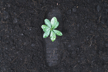 Top view seedling plant growing on carbon footprint soil as ecology and environment concept...
