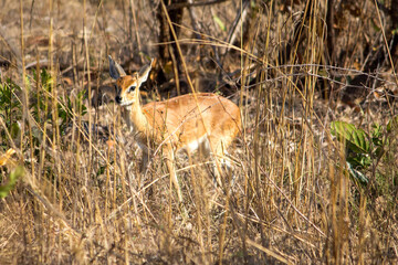 A juvenile impala at Kruger National Park