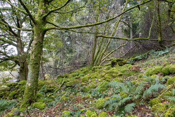 Bright green mosses in woodland in the Lake District