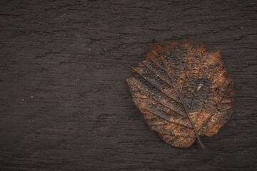 wood texture leaf 