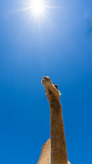 Foto vertical de un camello bajo el cielo azul