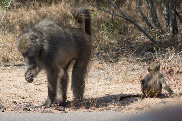 Mother chacma baboon and her baby 