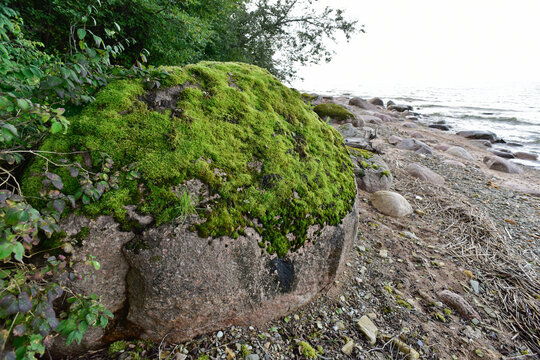 Mossy stone at the seaside of the baltic sea