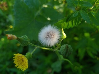 Whispers of Nature: Fluffy Dandelion in the garden