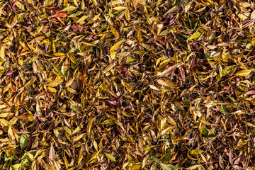 Autumn colorfull, yellow, red, orange leaves as background