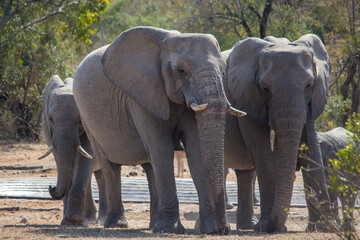 A herd of African elephants leaves a watering hole