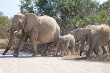 Herd of African elephants led across road by the matriarch