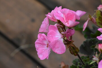 Radiant Pink Geraniums in Full Bloom