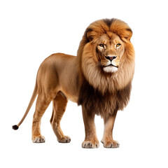 Lion's Essence: A Majestic Isolation Showcase isolated on transparent background